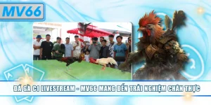 Đá gà C1 livestream