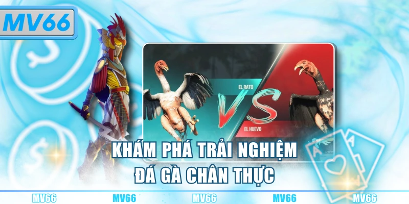 Khám phá trải nghiệm đá gà chân thực