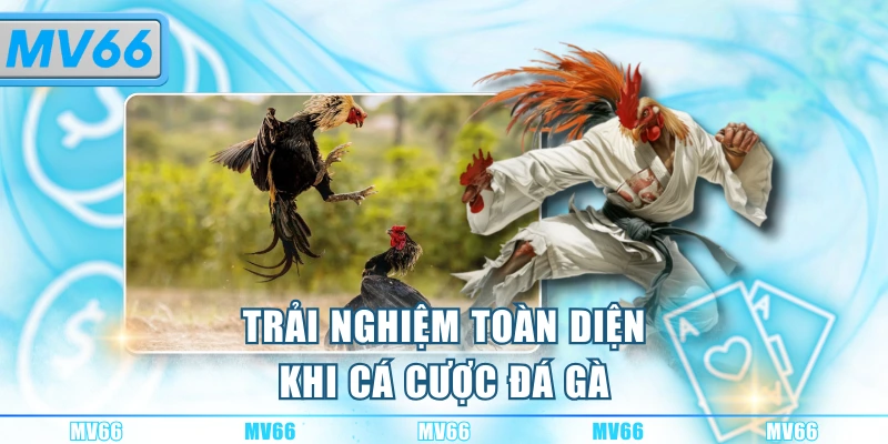 Trải nghiệm toàn diện khi cá cược đá gà