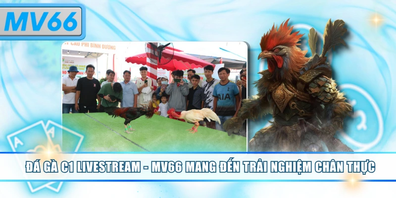 Đá gà C1 livestream